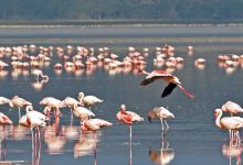 纳库鲁景点图片