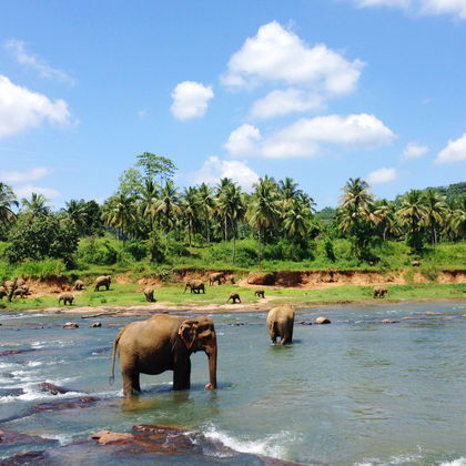 斯里兰卡科伦坡品纳维拉大象孤儿院+班达拉奈克国际会议大厦一日游