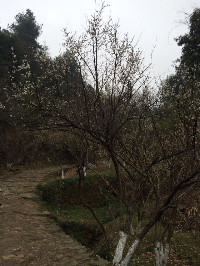 메이관(매관) 고도