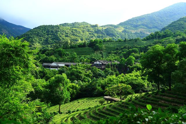 三洲茶園