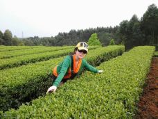 天福茶园-夹江-_CFT01****1871936