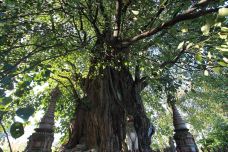 树包塔-芒市-尊敬的会员