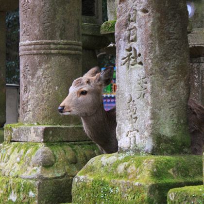 日本东京+富士山+京都+奈良+大阪+神户6日5晚跟团游