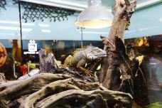 迪拜水族馆和水下动物园-迪拜-尊敬的会员