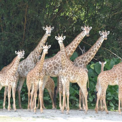 深圳+江门+佛山+顺德区+广州+长隆7日6晚私家团