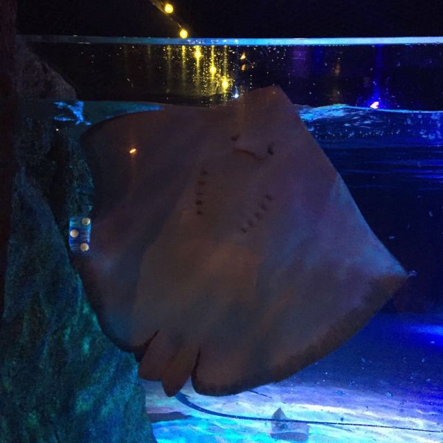 Sea Life Bangkok Ocean World