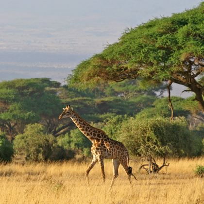 肯尼亚内罗毕+安博塞利国家公园+桑布鲁+地狱之门国家公园+马赛马拉国家保护区12日11晚拼小团