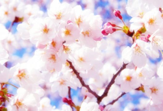 绵阳盛世樱花悠乐谷景点图片