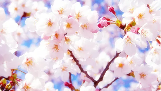 綿陽盛世櫻花悠樂谷