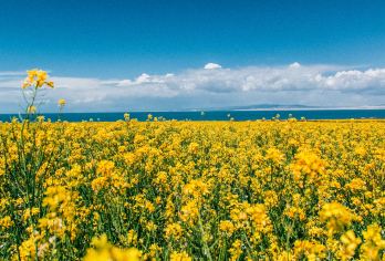 拉脊山日出+青海湖+日月山一日游【5A级景区青海湖二郎剑，全程无坑无购物！】