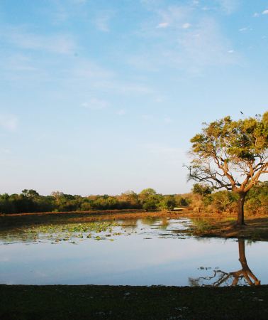 7D6N • Sri Lanka+Dambulla + Colombo + Sigiriya Lion Rock + Temple of the Sacred Tooth Relic + Yala National Park + Mirissa Whale Watching Cruise + Coastal Train Ride