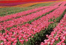 阿格西景点图片