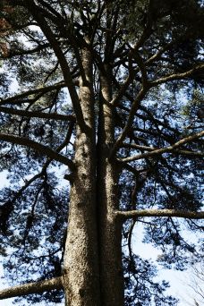 连理松-黄山-走走-74511940