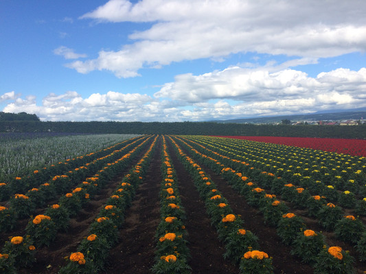 去北海道看花，在最美丽的季节 - 旭川动物园