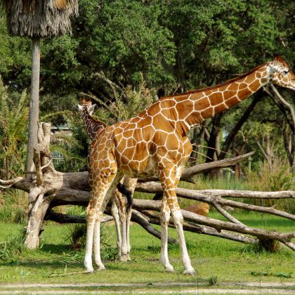 美国迈阿密+基韦斯特岛+劳德代尔堡+奥兰多14日11晚跟团游