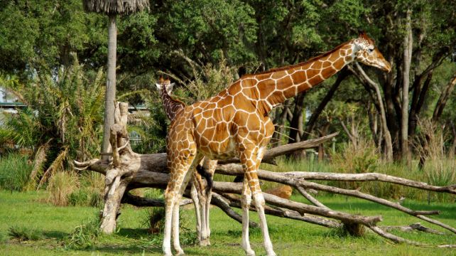 迈阿密、罗德岱堡+6