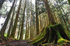 阿里山国家森林游乐区-嘉义县-克克克里斯