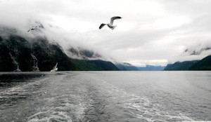 卑尔根游记图文-雾罩雨淋过峡湾