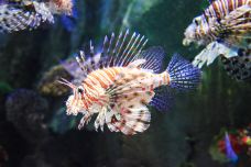 迪拜水族馆和水下动物园-迪拜-尊敬的会员