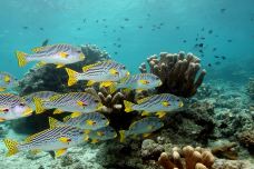 锡帕丹岛-斗湖-尊敬的会员