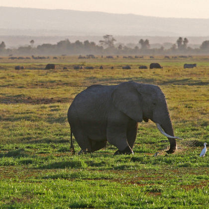肯尼亚安波塞利国家公园+乞力马扎罗山+肯尼亚马赛村落+马拉河+长颈鹿中心一日游