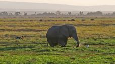 安波塞利国家公园-Amboseli-东西南北游