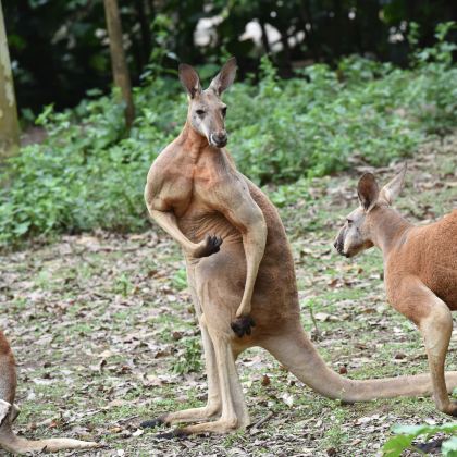 广州+肇庆+佛山+顺德区+惠州+长隆7日6晚私家团