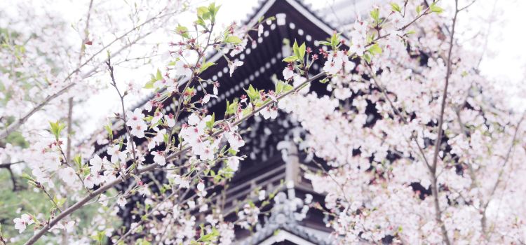 Konkai Komyoji Temple Tickets Deals Reviews Family - 
