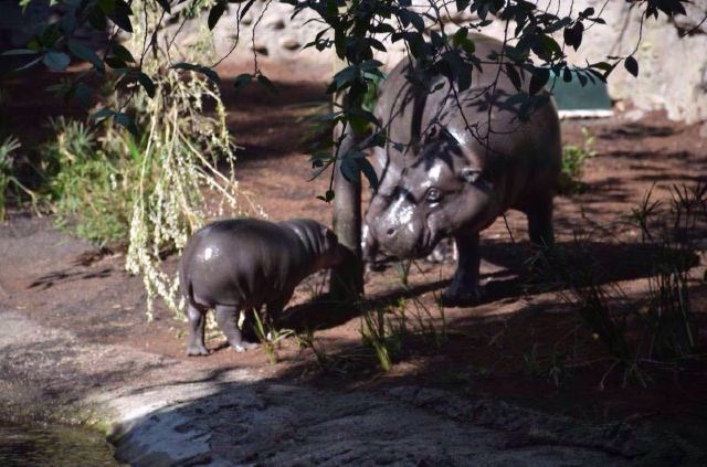 Melbourne Zoo