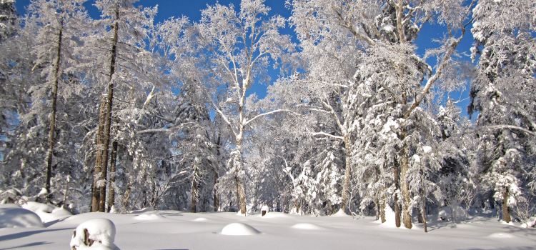 Snow Valley Tickets Deals Reviews Family Holidays - 