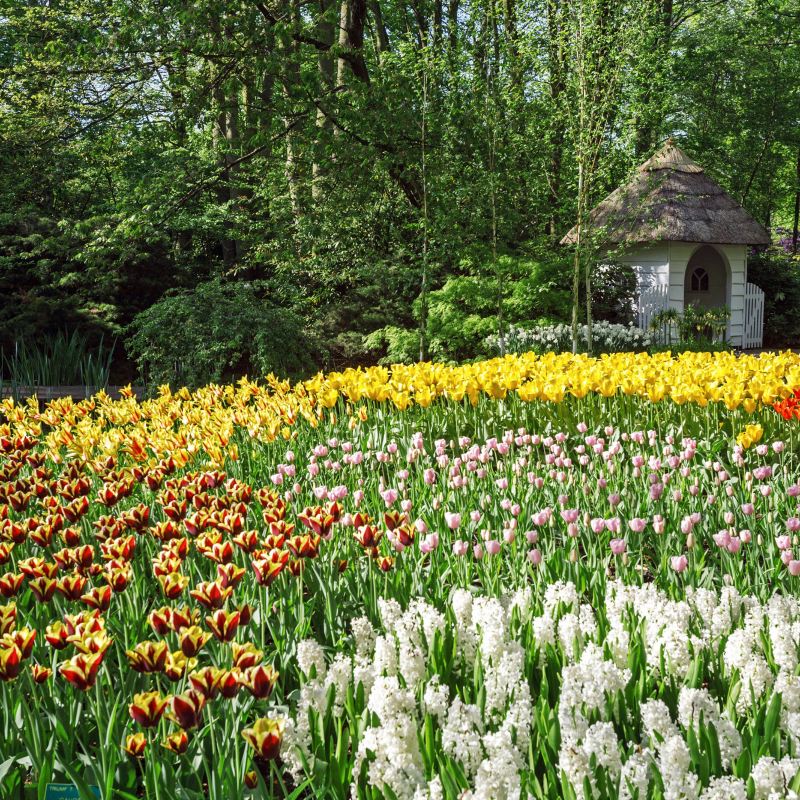 Keukenhof Holland Travel Guidebook Must Visit Attractions In