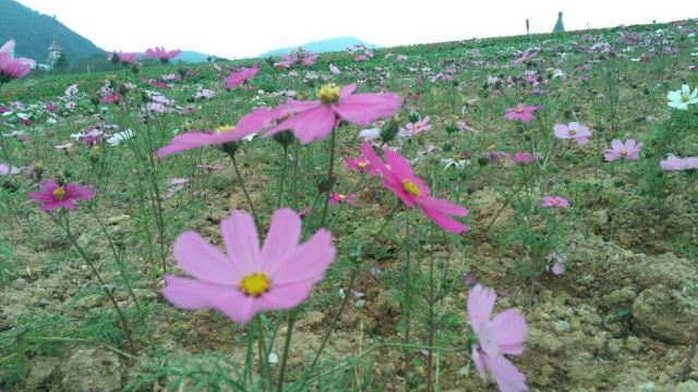 Overseas Chinese Town East