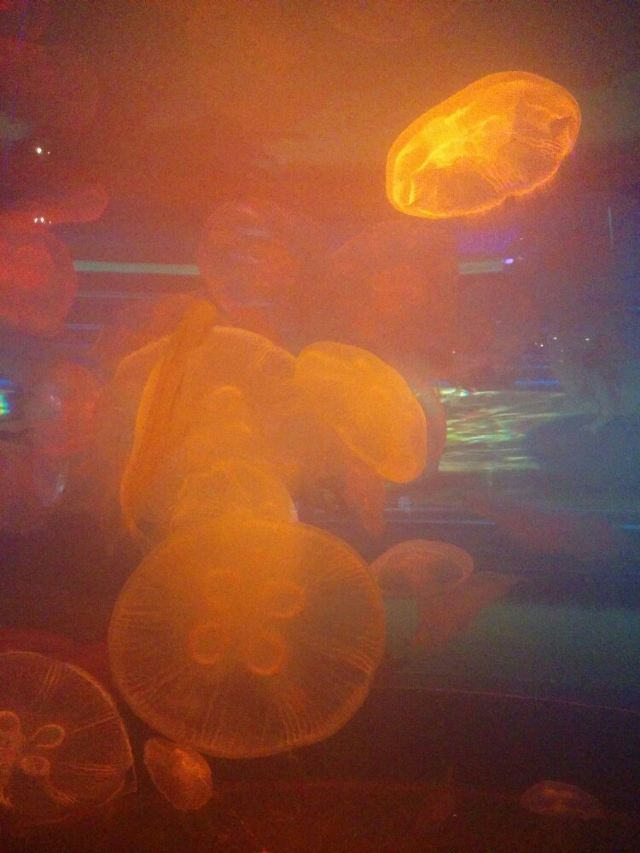 California Academy of Sciences