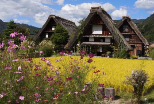 日本名古屋世界遗产白川乡+五箇山相仓合掌村・巴士一日游【世界遗产白川乡】