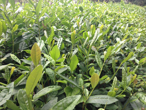 角落——雨花胜景