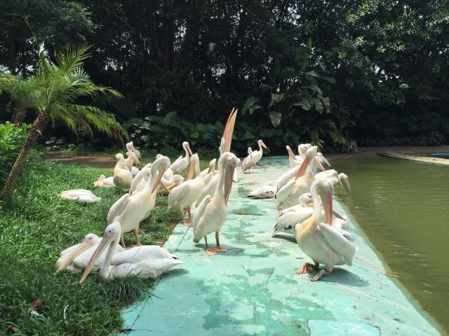 Chimelong Bird Park