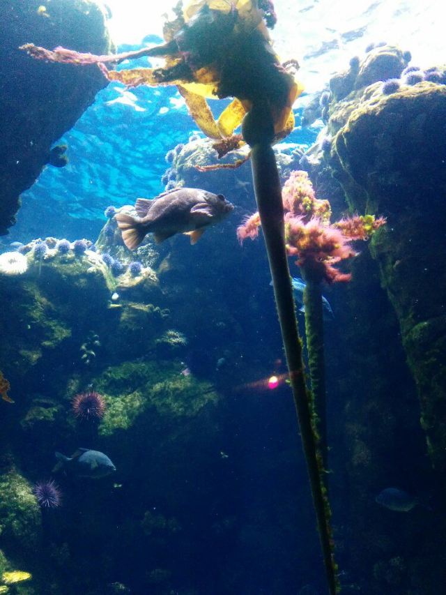 California Academy of Sciences
