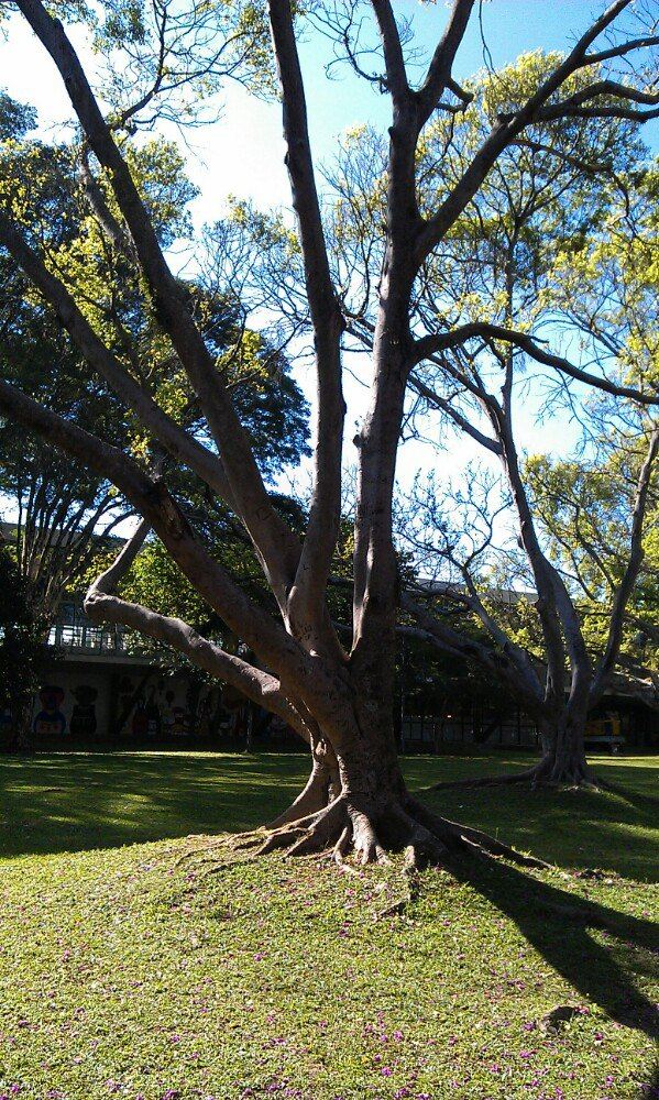 Ibirapuera Park