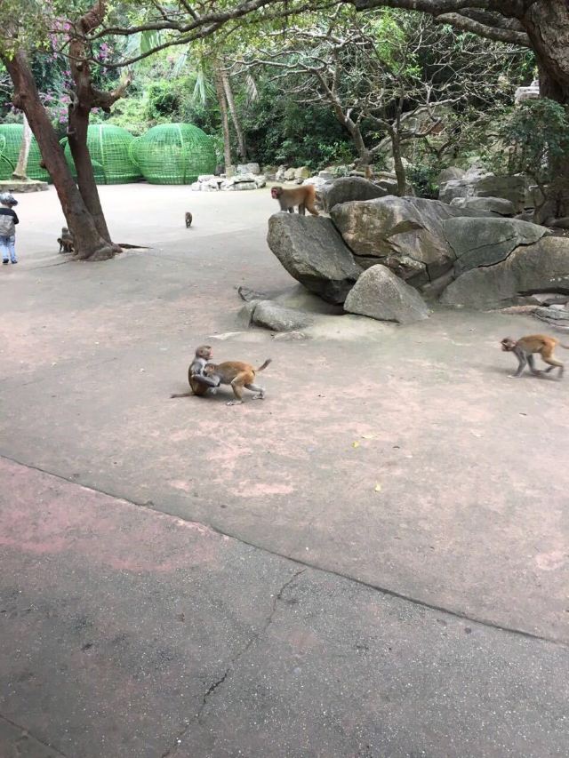 Nanwan Monkey Island