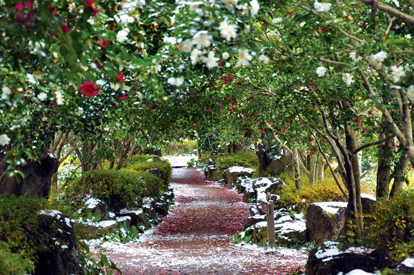 Camellia Hill