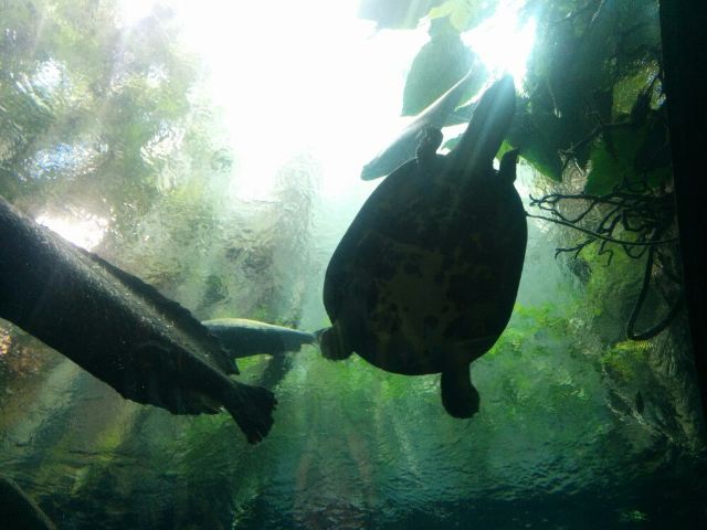 California Academy of Sciences
