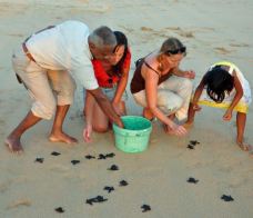 Kosgoda Sea Turtle Conservation Project-科斯戈德-42931