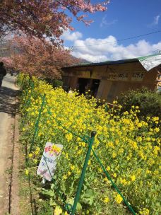 日本城-旧金山-YoYo_3G4D3S0E