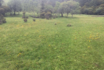 普达措国家公园 海拔高度3700米 随处可见的小