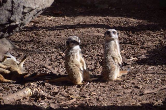 Melbourne Zoo