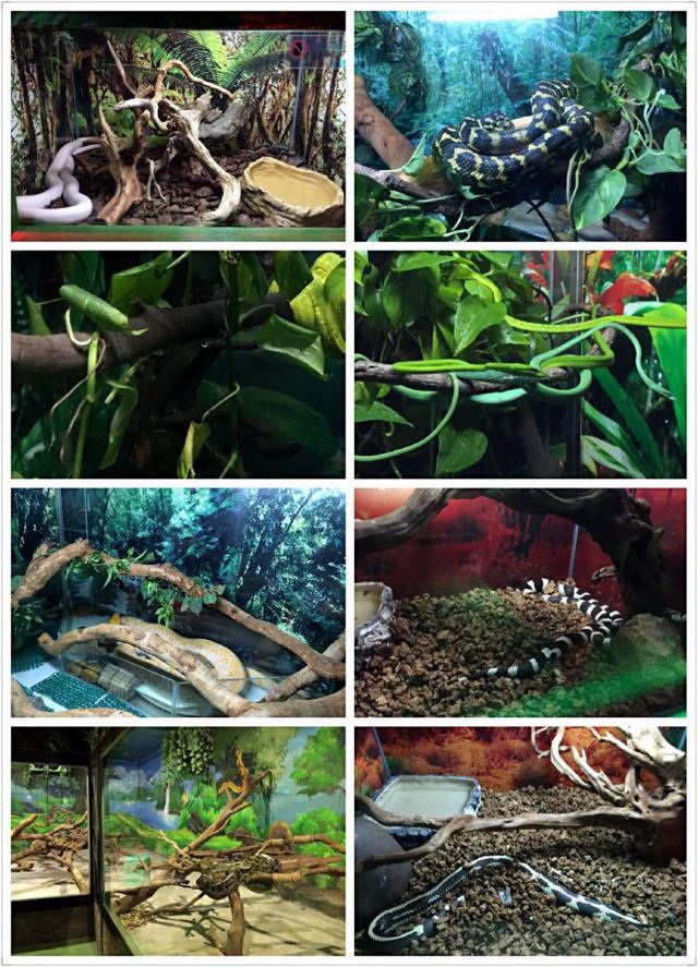Chimelong Bird Park
