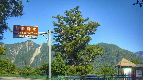 碧綠神木