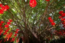 红树林-深圳-doris圈圈