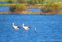 鳌鼓湿地森林园区景点图片