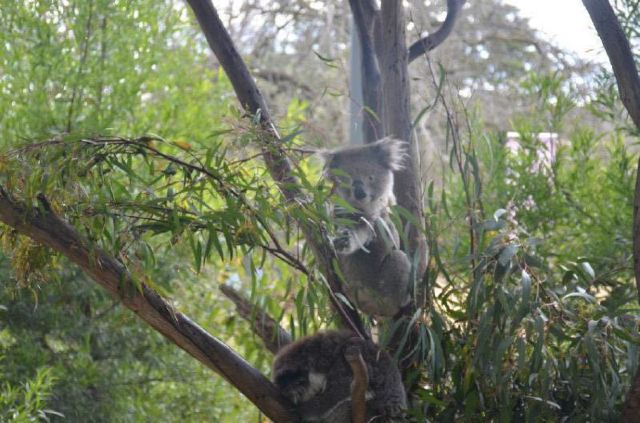 Melbourne Zoo